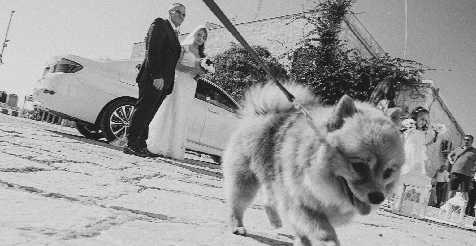 cane al matrimonio 