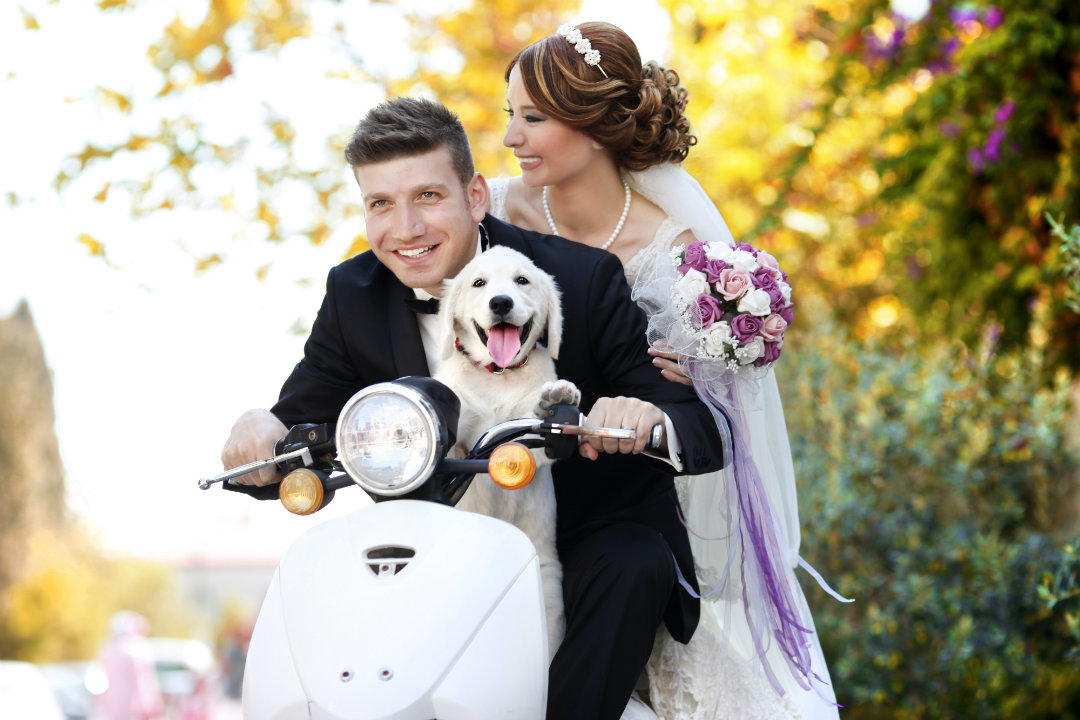 Alcune idee per portare il proprio cane al matrimonio.
