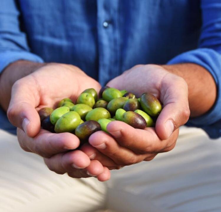 Bomboniere gastronomiche: i segreti dell’olio pugliese